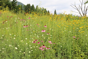 白馬 小遠見山の風景。ゴンドラ乗り場のお花畑。