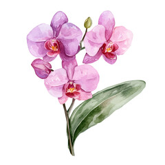 My Watercolor illustration with pink orchid branch painting isolated on a white background, illustration, AI painting design, vector illustration set, eps format, My illustration