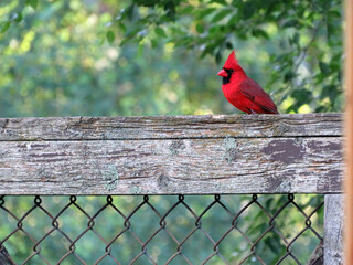 Male Cardinal Posing