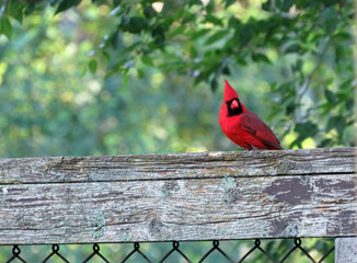 Cardinal Fence