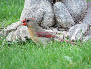 Cardinal with Seed
