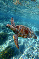 Fototapeta premium Graceful Marine Turtle Gliding Through Serene Ocean Waters in a Captivating Underwater Scene