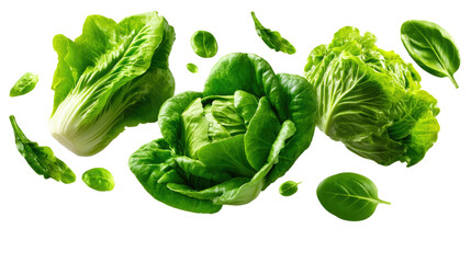 Green Garden's Freshness: A captivating high-angle shot showcases the freshness of an assortment of lush, vibrant green lettuce heads, offering a healthy and appetizing visual appeal.