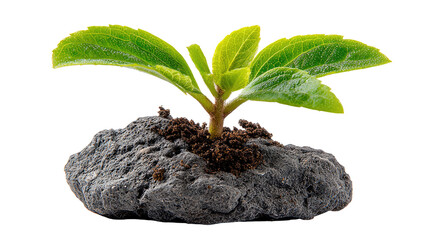 New Beginnings: A resilient sprout emerges from a rocky terrain, a testament to life's tenacity and the promise of growth, set against a backdrop of simplicity.