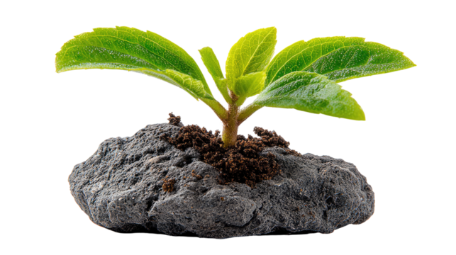 New Beginnings: A resilient sprout emerges from a rocky terrain, a testament to life's tenacity and the promise of growth, set against a backdrop of simplicity.