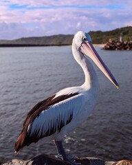 pelican portrait