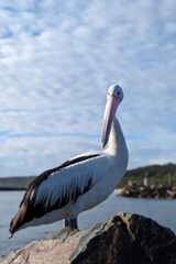 pelican on the beach