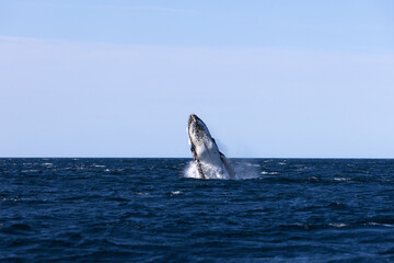 Fototapeta premium A huge humpback whale breaches high from the surface of a dark blue ocean. Captured during a whale migration on the South East coastline of Australia.