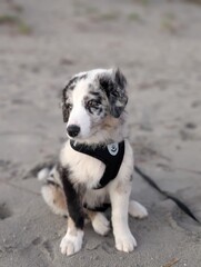 dog on the beach