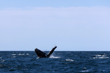 A giant humpback whale breaches high out of a dark blue ocean surface under a blue sky. Captured...