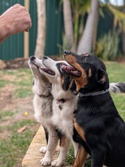 Dogs waiting for treats 