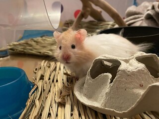 "An adorable hamster with golden fur nibbling a sunflower seed, its tiny paws clutching the treat while sitting in wood shavings."


