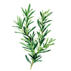 Fototapeta premium My Watercolor illustration with green rosemary painting isolated on a white background, illustration, AI painting design, vector set, eps format, My illustration design, vector collection, plant