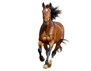 Frontal Action Shot of Brown Stallion Charging Toward Camera, Dramatic Dust Clouds, Isolated on Transparent Background