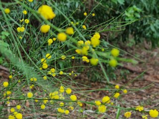 yellow blossoms in forest