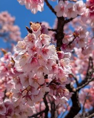 pink cherry blossom