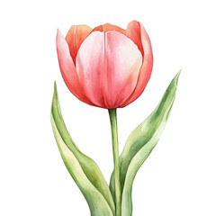 Naklejka premium My Watercolor illustration with pink tulip painting isolated on a white background, illustration, AI painting design, vector set, eps format, My illustration design