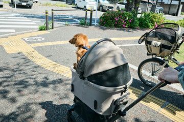 ペット用ベビーカーで優雅な散歩