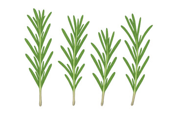 Fototapeta premium Realistic illustration of four sprigs of rosemary, isolated on a transparent background, ready to add flavor to any culinary creation