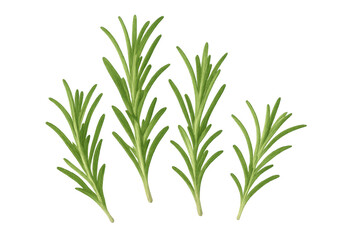 Fototapeta premium Fresh rosemary sprigs standing against transparent background, highlighting herbal ingredient for culinary, gardening, wellness applications