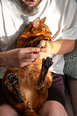 Man Holding Cat, Using Nail Clippers to Trim its Claws. Pet Grooming and Animal Care Procedure.