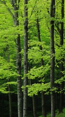 Fototapeta premium Lush Green Forest Canopy: Vibrant Springtime Beech Trees in Sunlight