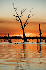 Portrait of a warm glowing vibrant sunrise fills a smokey sky with colour over a lake of dead trees...