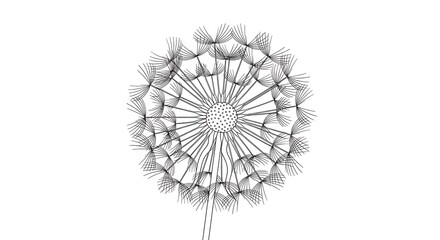 Detailed illustration of a dandelion seed head with delicate feathery parachutes on white background.