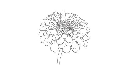 Elegant floral line art illustration of a chrysanthemum on a white background.