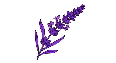 Vibrant purple lavender sprig with delicate flowers and leaves on white background.
