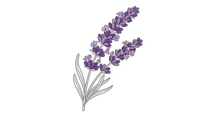 Delicate purple lavender sprig against a clean white background for design
