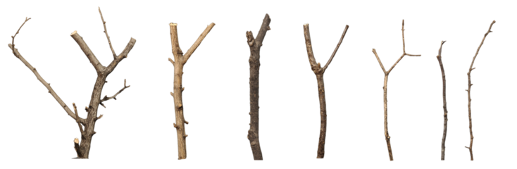 A collection of tree branches of various sizes and colors, actually shot, with transparency for editing.
