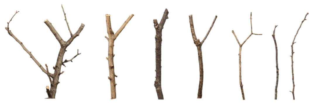 A collection of tree branches of various sizes and colors, actually shot, with transparency for editing.
