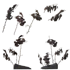 This is a photo of dry branches in a winter forest, and it has transparency so it can be edited.
