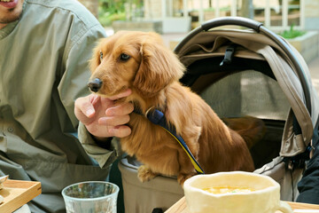 カフェで犬と一緒に過ごす日常