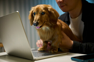 犬と人が一緒にパソコンを使う