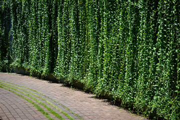 A beautifully maintained green hedge wall lines a gently curved brick pathway, creating a serene...