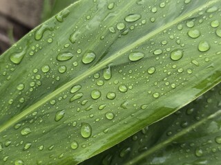 Close-up of a fresh green leaf with clear water droplets and visible veins, captured in soft...