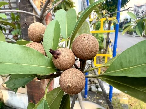 Garden owner who grows sapodilla fruit and lush green leaves, tropical plants in Indonesia as a hobby. Known for its soft fruit texture with a sweet taste.