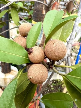 Garden owner who grows sapodilla fruit and lush green leaves, tropical plants in Indonesia as a hobby. Known for its soft fruit texture with a sweet taste.