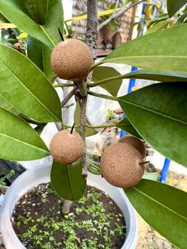 Garden owner who grows sapodilla fruit and lush green leaves, tropical plants in Indonesia as a hobby. Known for its soft fruit texture with a sweet taste.