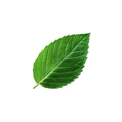Obraz premium Green leaf isolated on a white background, showcasing its natural beauty and intricate vein structure