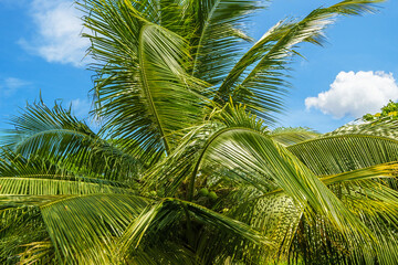 Fototapeta premium Coconut tree with large leaves and fruits.