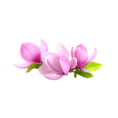 A beautiful pink lotus blossom, isolated on white, reveals its delicate petals and vibrant floral beauty
