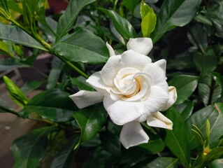 The jempiring flower, or kacapiring, with the scientific name Gardenia Augusta, has fragrant white flowers and deep green leaves. It blooms beautifully in spring.