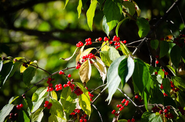 Last remnants of color on an autumn walk in the woods