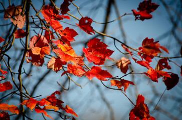 Red autumn leaves against blue sky