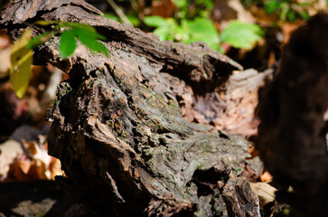 Bark of a dead tree in the woods
