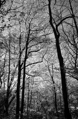 Black and white image of tree trunks reaching for the sky