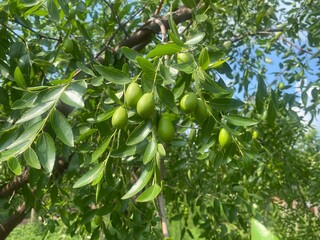 Close-up of a jujube tree branch with green fruits growing in sunlight.